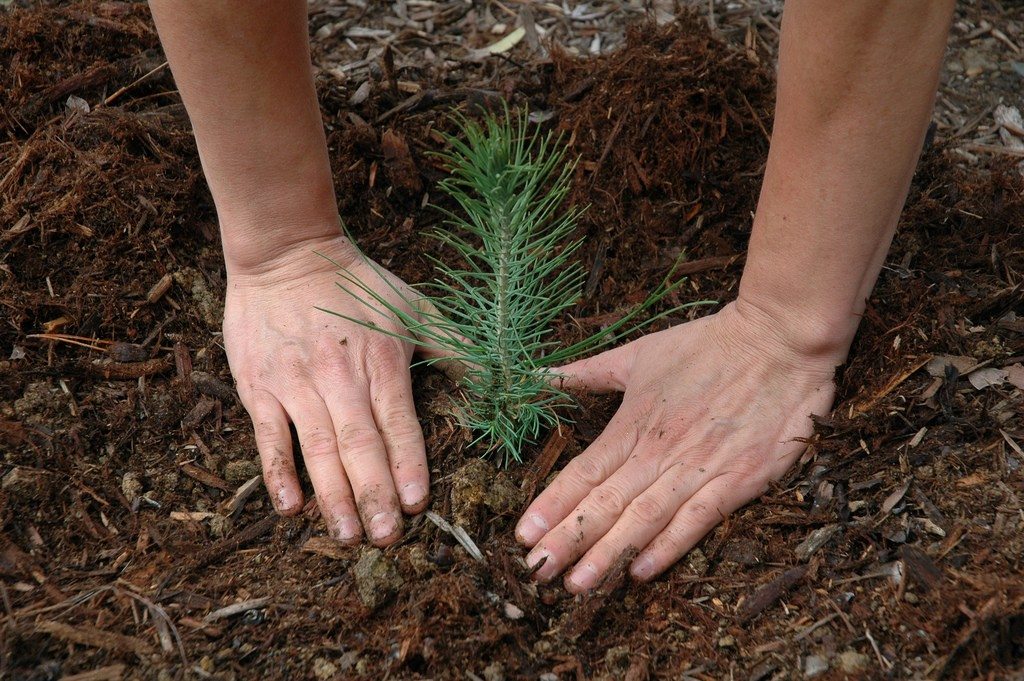 Buy, Plant, Grow: Every Purchase Plants Trees.